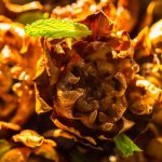 Mother Wolf Coming to Hollywood this Fall