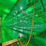 With Georgia’s Cannabis Growers in Legal Limbo, a Long Wait for First Stores to Open - Photo 1