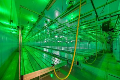 With Georgia’s Cannabis Growers in Legal Limbo, a Long Wait for First Stores to Open - Photo 1