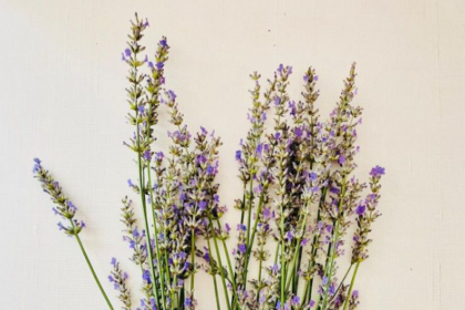 Starr Hill Brewery Will Soon Open a New Location in the Capitol One Center