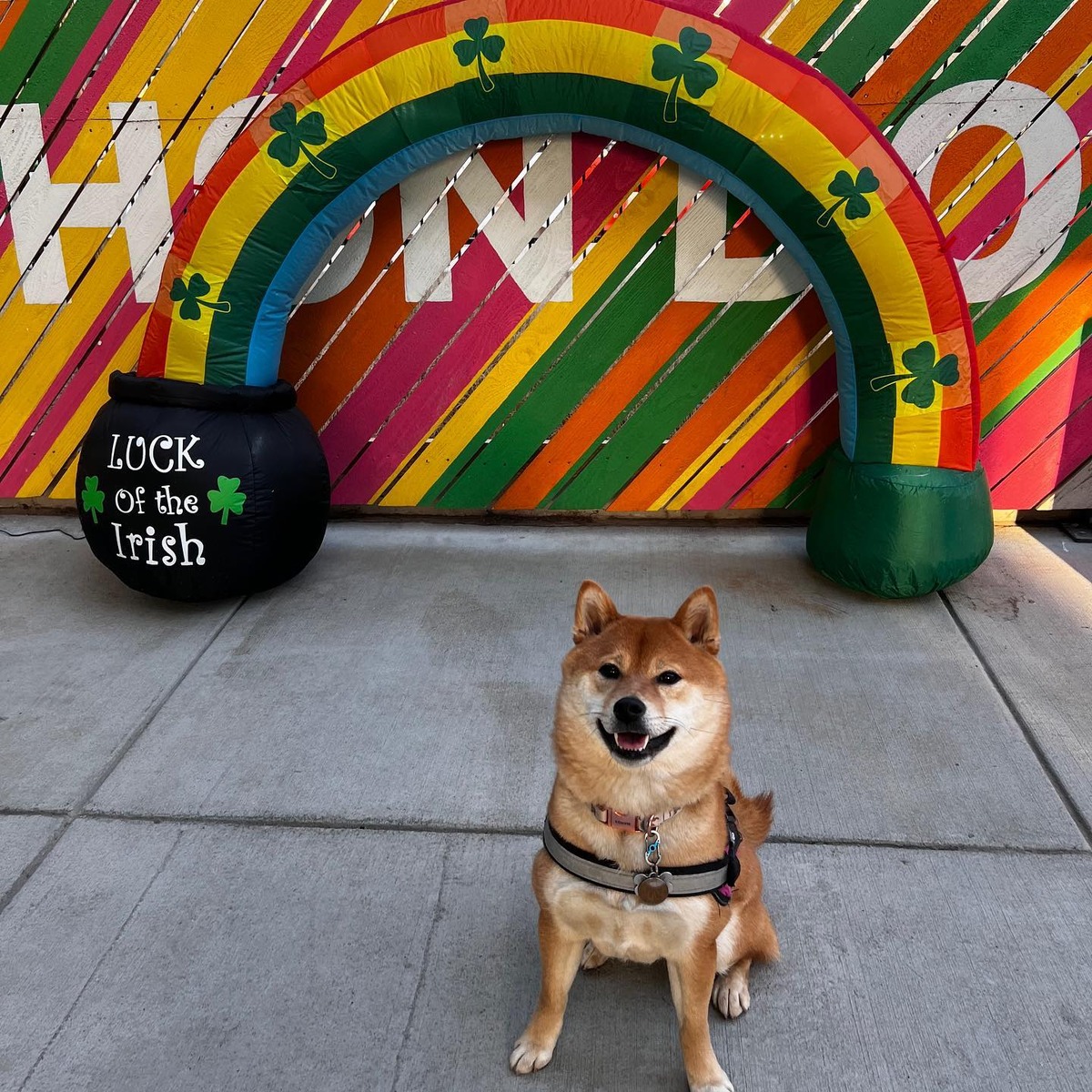 Bark Social Coming to Columbia in 2024