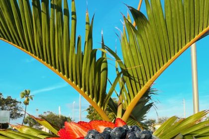 Playa Bowls Franchisee Commits to 10 Additional Boston Units