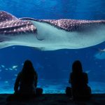 New Exhibit Coming to the Georgia Aquarium