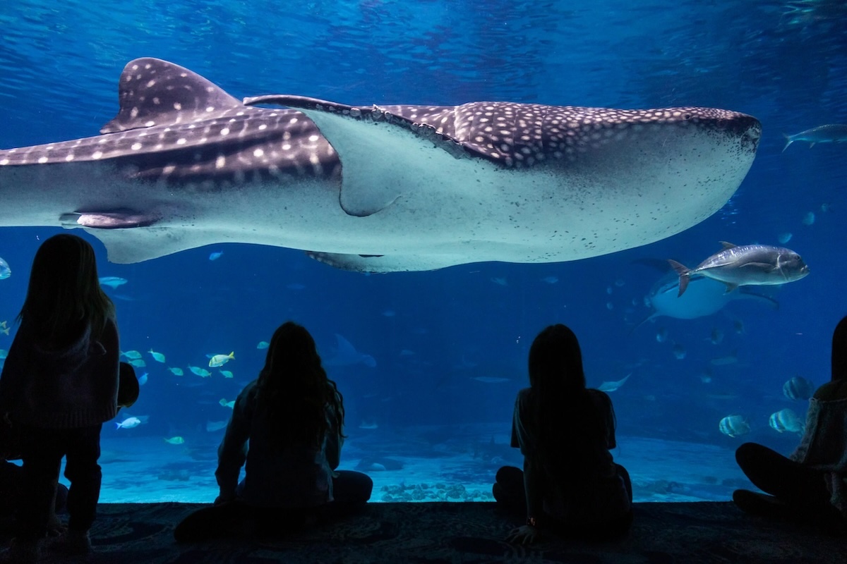 New Exhibit Coming to the Georgia Aquarium