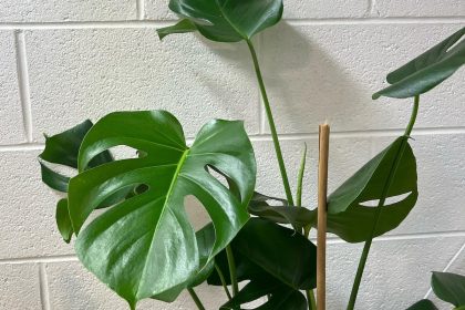 Atlantis Hydroponics Relocating to Howell Mill Road