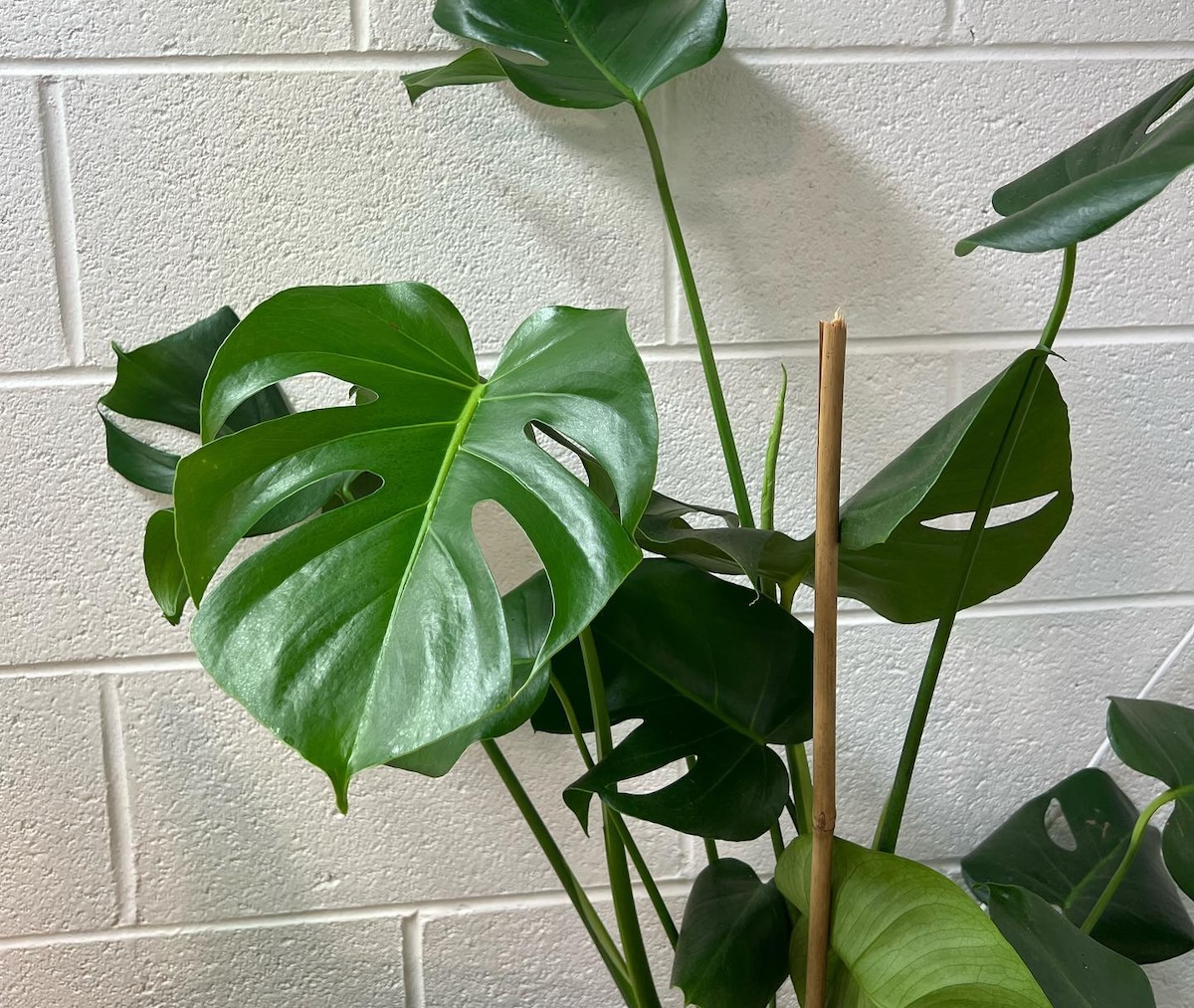 Atlantis Hydroponics Relocating to Howell Mill Road