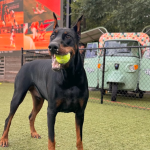 Dips Kitchen Now Open at Fetch Park