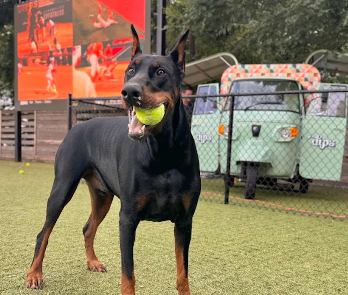 Dips Kitchen Now Open at Fetch Park