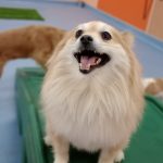 Dog Care Business Planned for Old Fourth Ward