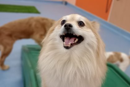 Dog Care Business Planned for Old Fourth Ward