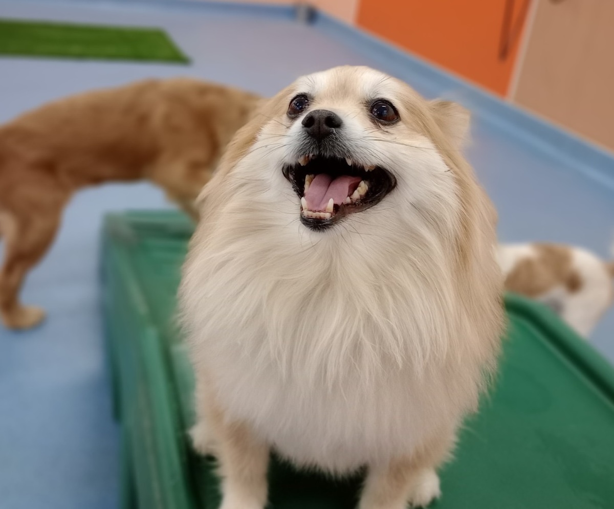 Dog Care Business Planned for Old Fourth Ward