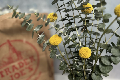 Trader Joe's Coming to Chastain Market