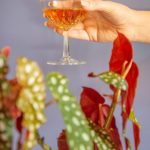 Vinery Crafting the Perfect Pairing of Wine and Plants in Cleveland Park