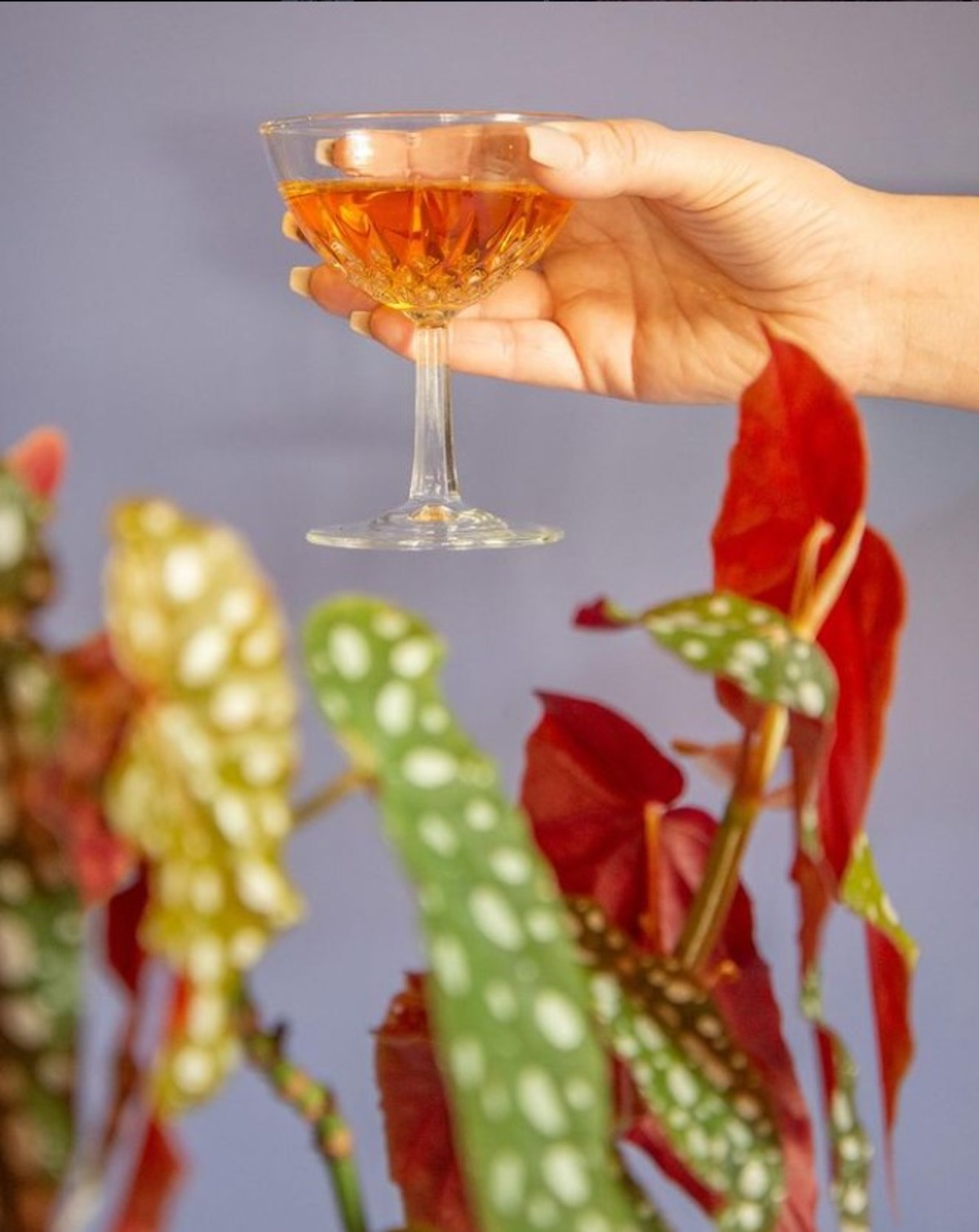 Vinery Crafting the Perfect Pairing of Wine and Plants in Cleveland Park