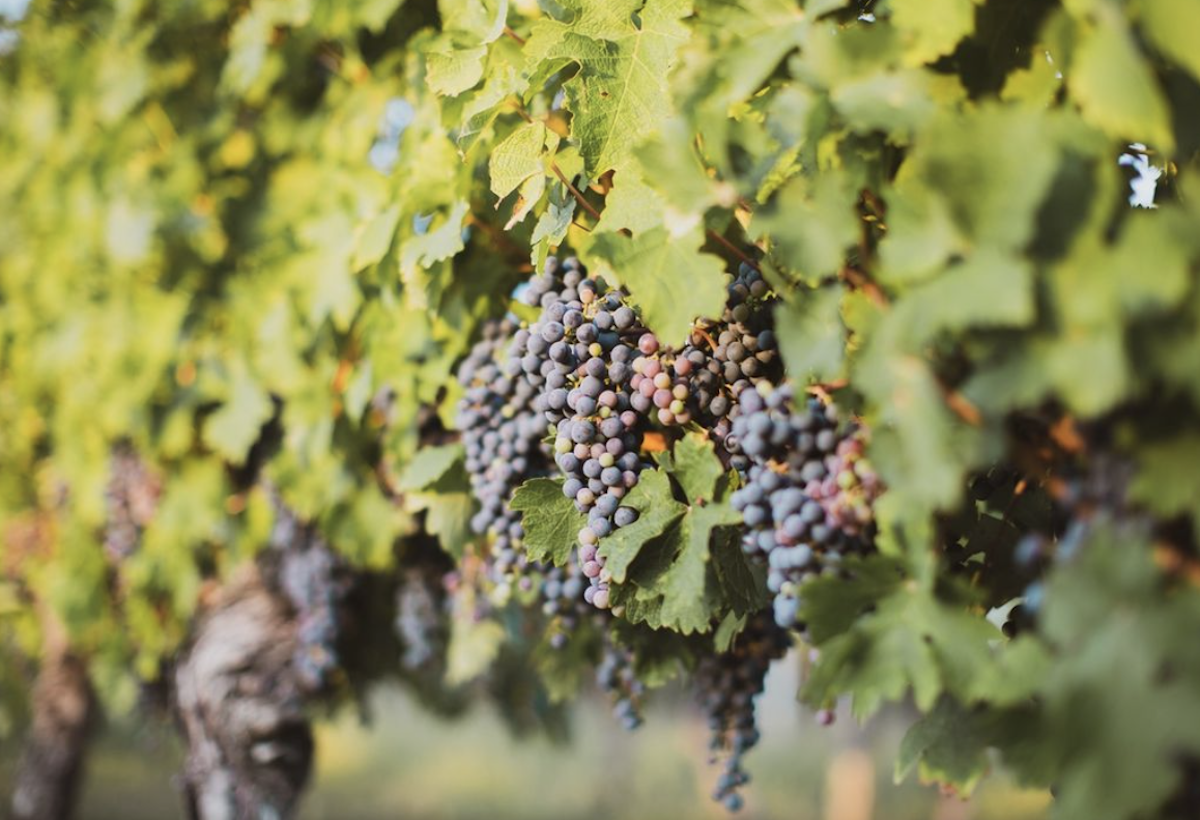 Pamec Winery Starting a Three-Phase Project