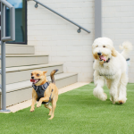 Upscale Dog Park Moving Forward Near Pullman Yards Photo 01