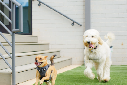 Upscale Dog Park Moving Forward Near Pullman Yards Photo 01