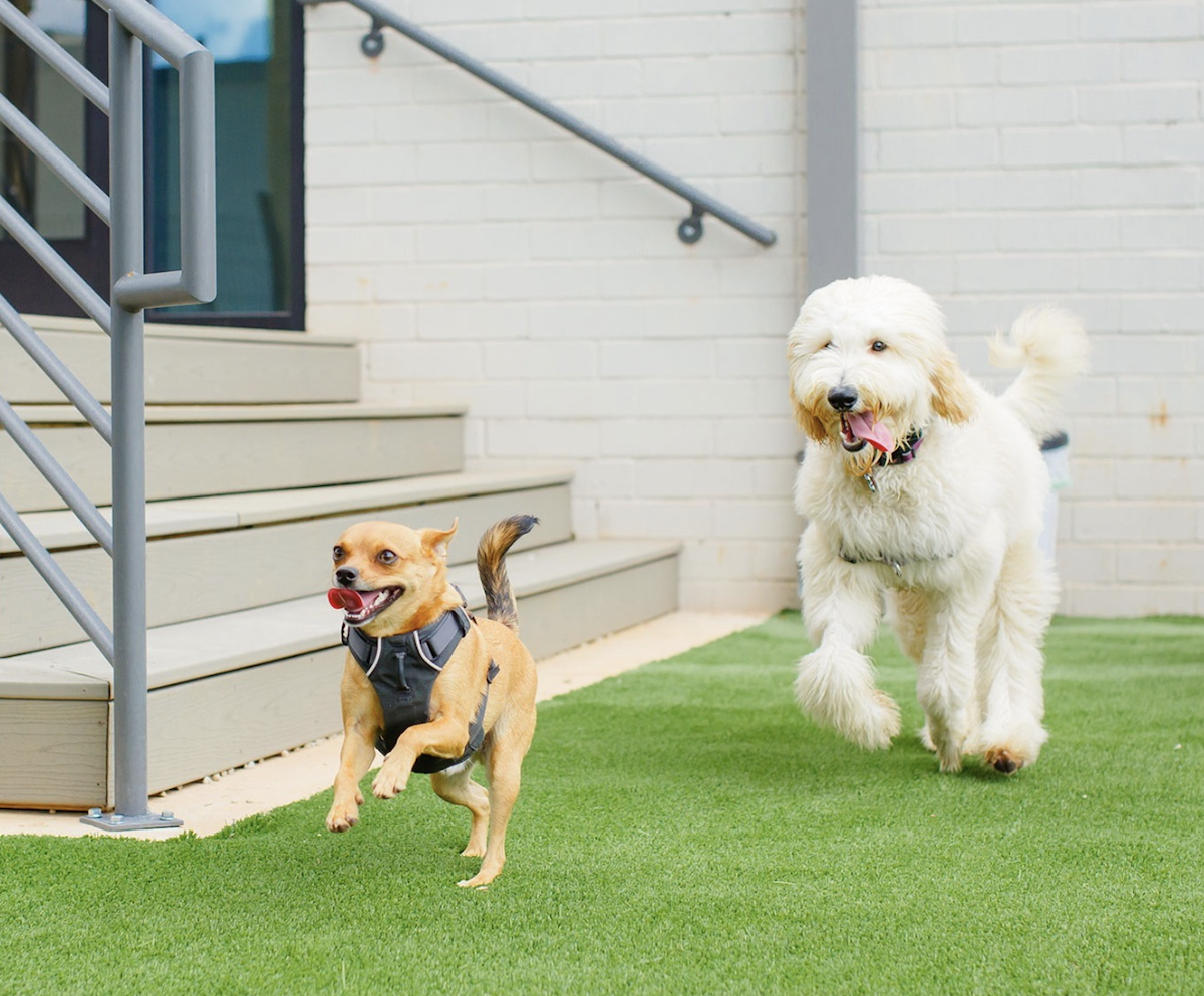 Upscale Dog Park Moving Forward Near Pullman Yards Photo 01