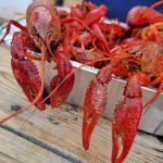 Hill Country Staple Lazy J Cajun Reopening in November