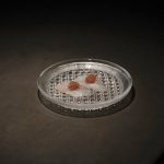 TOKYO’S UDATSU SUSHI DEBUTS IN HOLLYWOOD AS AN EXCLUSIVE EIGHT-SEAT OMAKASE