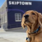 Pet Services Now Available to Book at Skiptown