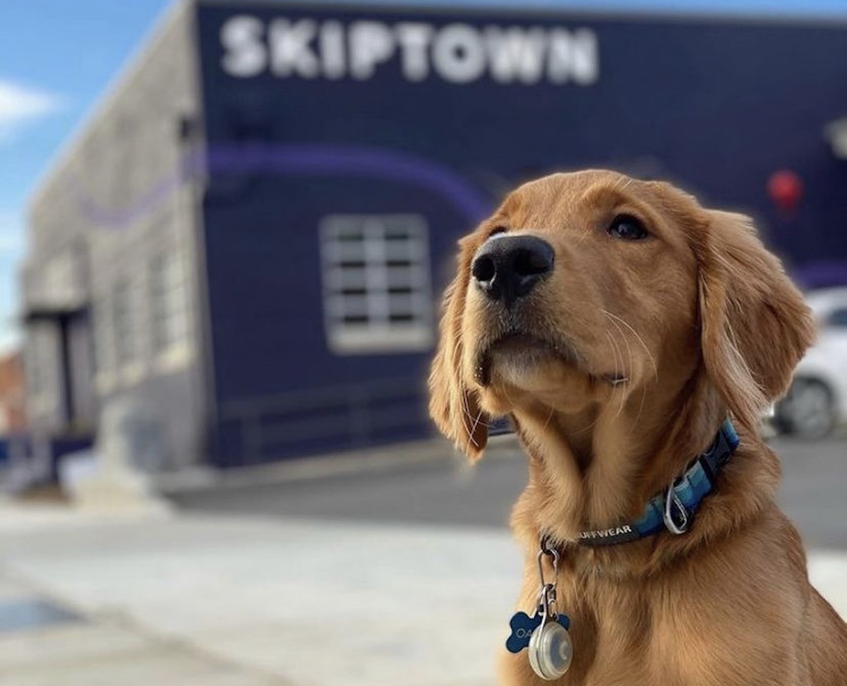 Pet Services Now Available to Book at Skiptown