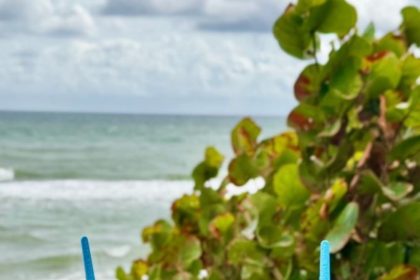 Playa Bowls Aiming to Launch Another Storefront Next Summer