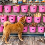 Woof Gang Bakery & Grooming Planned for Braselton