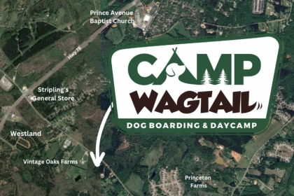 Camp Wagtail Aims to Rethink Dog Boarding Photo 01