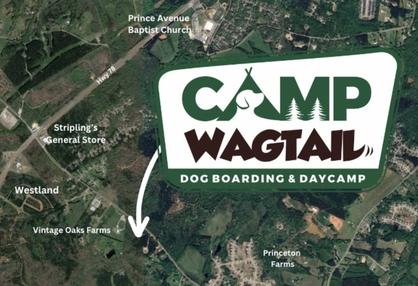 Camp Wagtail Aims to Rethink Dog Boarding Photo 01