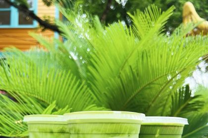 JuiceLand Bringing Healthy Options to Forth Worth