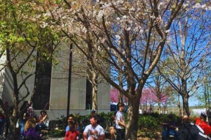 Nashville Cherry Blossom Festival is Just Around the Corner