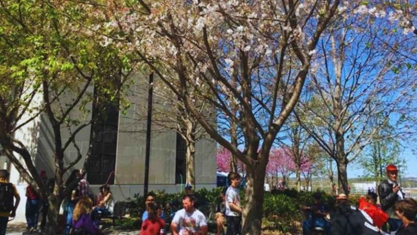 Nashville Cherry Blossom Festival is Just Around the Corner