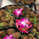 Fava Pot Planning Tysons Comeback