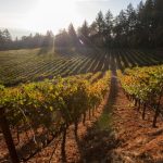 California Wine Exchange Bringing Wine Tasting Concept to Burbank