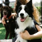 Dougie's Dog Bar Will Welcome Both Two and Four-Legged Friends