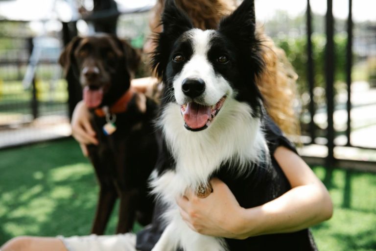 Dougie’s Dog Bar Will Welcome Both Two and Four-Legged Friends