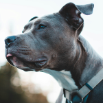 Franchisee Inks Three-Unit Deal to Bring Sparkle Grooming Co. To Atlanta