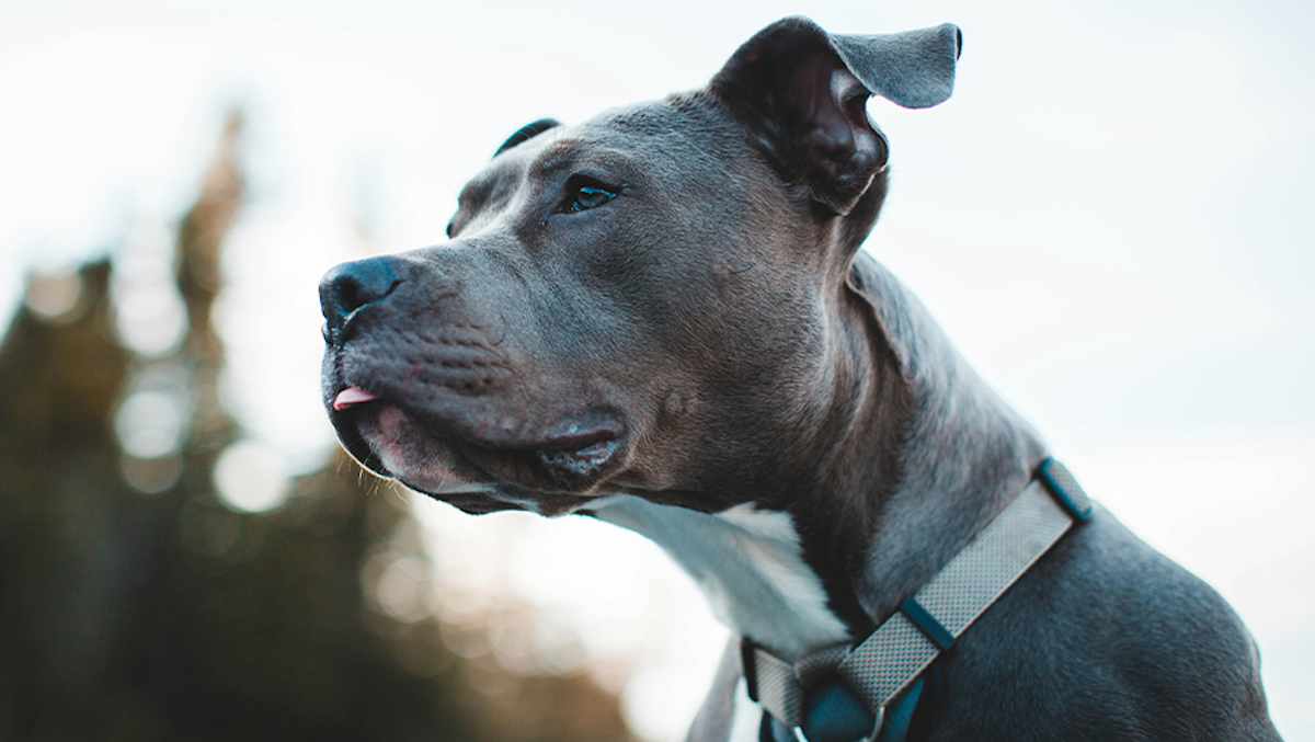 Franchisee Inks Three-Unit Deal to Bring Sparkle Grooming Co. To Atlanta