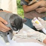 The mobile veterinary service provider from Houston, Texas, intends to restructure its finances, manage debtor obligations, and continue operations under the court’s guidance through the proceedings.​