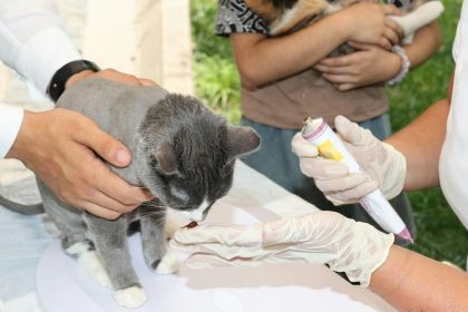 The mobile veterinary service provider from Houston, Texas, intends to restructure its finances, manage debtor obligations, and continue operations under the court’s guidance through the proceedings.​