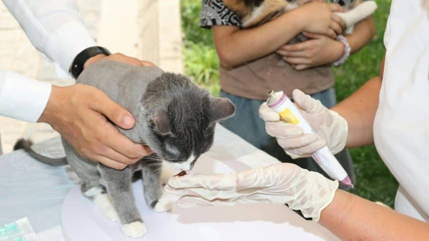 The mobile veterinary service provider from Houston, Texas, intends to restructure its finances, manage debtor obligations, and continue operations under the court’s guidance through the proceedings.​