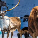 Fernbank announces "Planet Ice" exhibition.