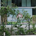 Pink Gorilla Kava Bar to Bring Coffee, Kava, and Community to Miami