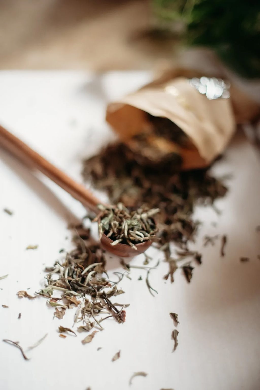 Sojourn Tea Shop to Open in Downtown Lafayette