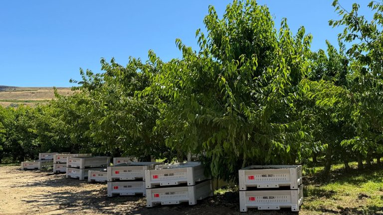 Washington-Based Farm Operator to Shut Down, 145 Workers Impacted