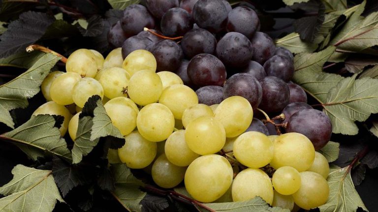Historic California Fruit Grower and Shipper Turns to Chapter 11 Amid Financial Strain