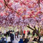 The event, called Hanami Nights, will transform the area into a springtime spot and feature scenic views, live performances, and a variety of food and drink options.