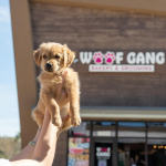 Woof Gang is Planned for The Colonnade on Lake Conroe