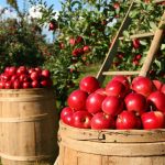 Brewster Heights Packing & Orchards, LP filed a bankruptcy petition